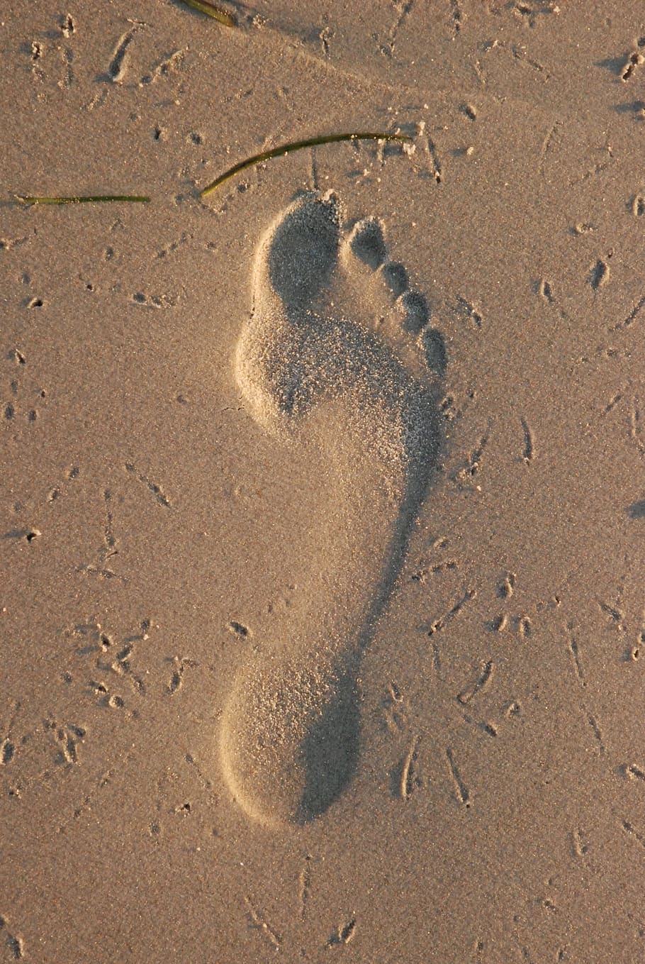 HD wallpaper: footprint, sand, beach, coast, step, walk, first