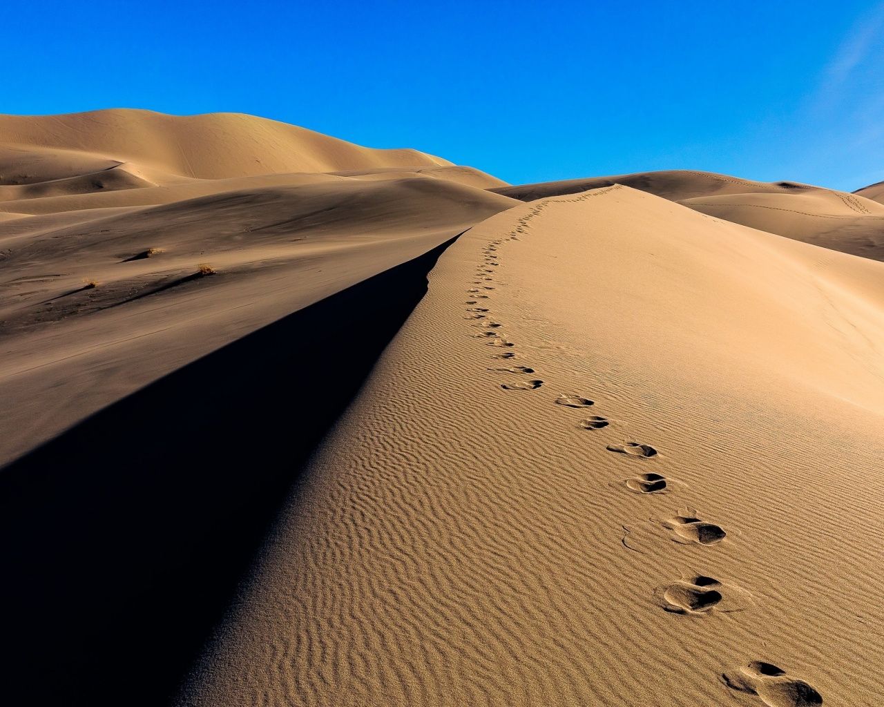 Download 1280x1024 wallpaper desert, camel's footprint, sand