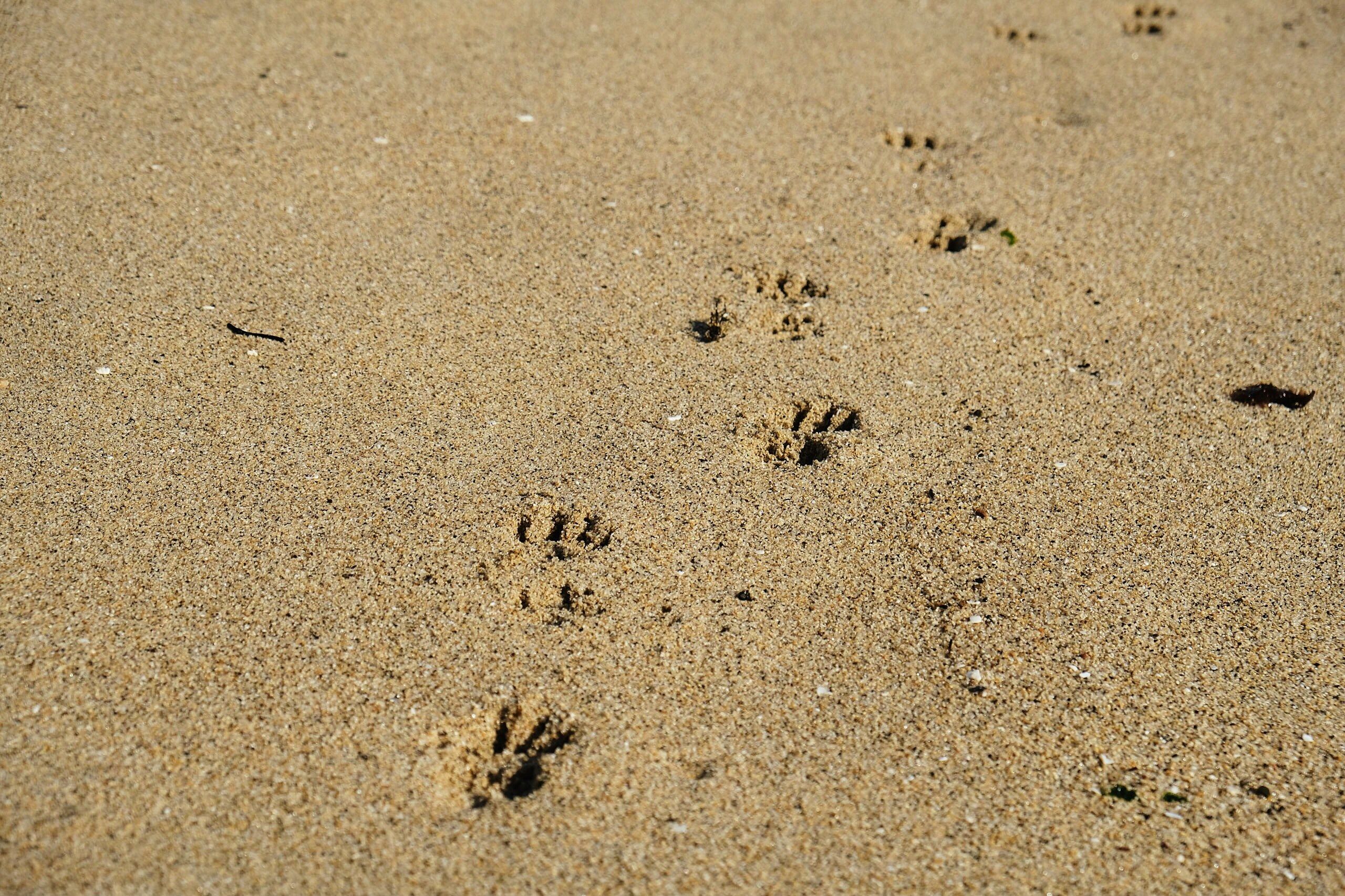 Footprint Beach Sand And Paw HD Wallpaper