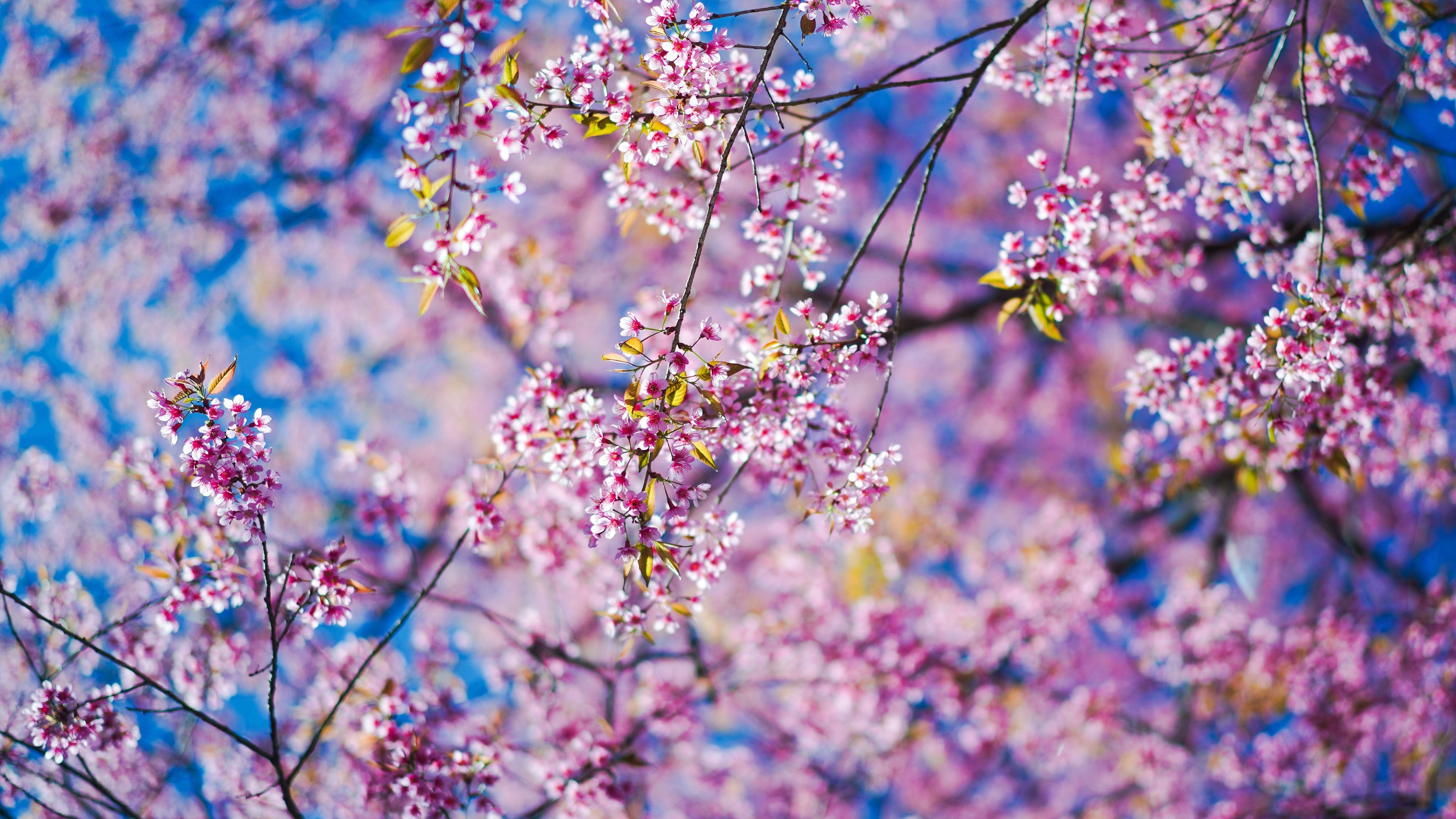 Field Of Spring Flowers 4k Wallpapers Wallpaper Cave