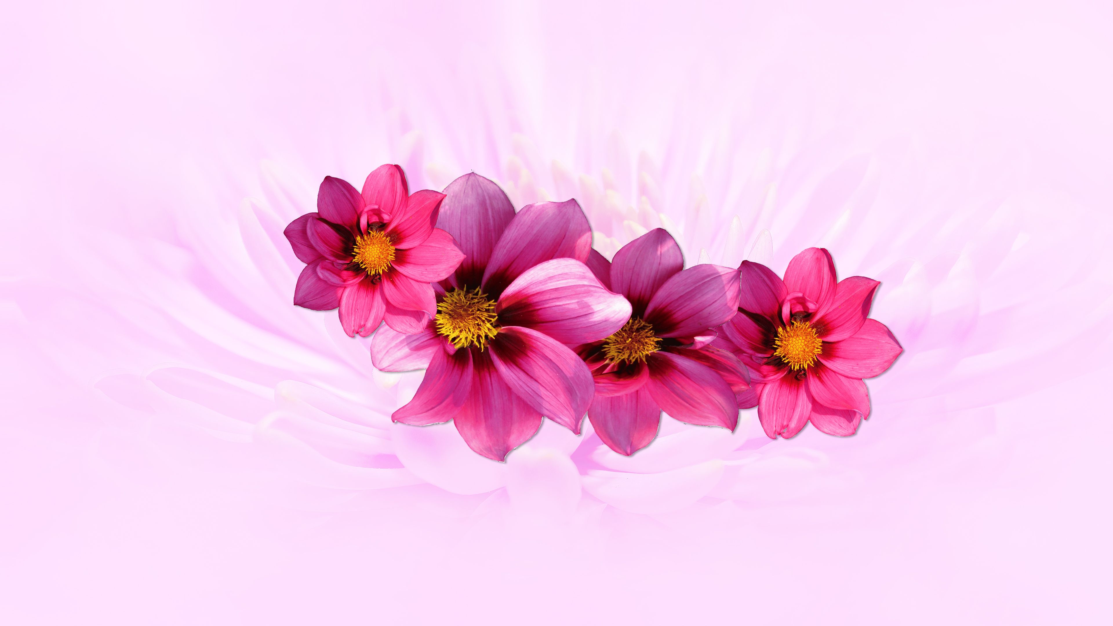 Pink Dahlia Desktop Background