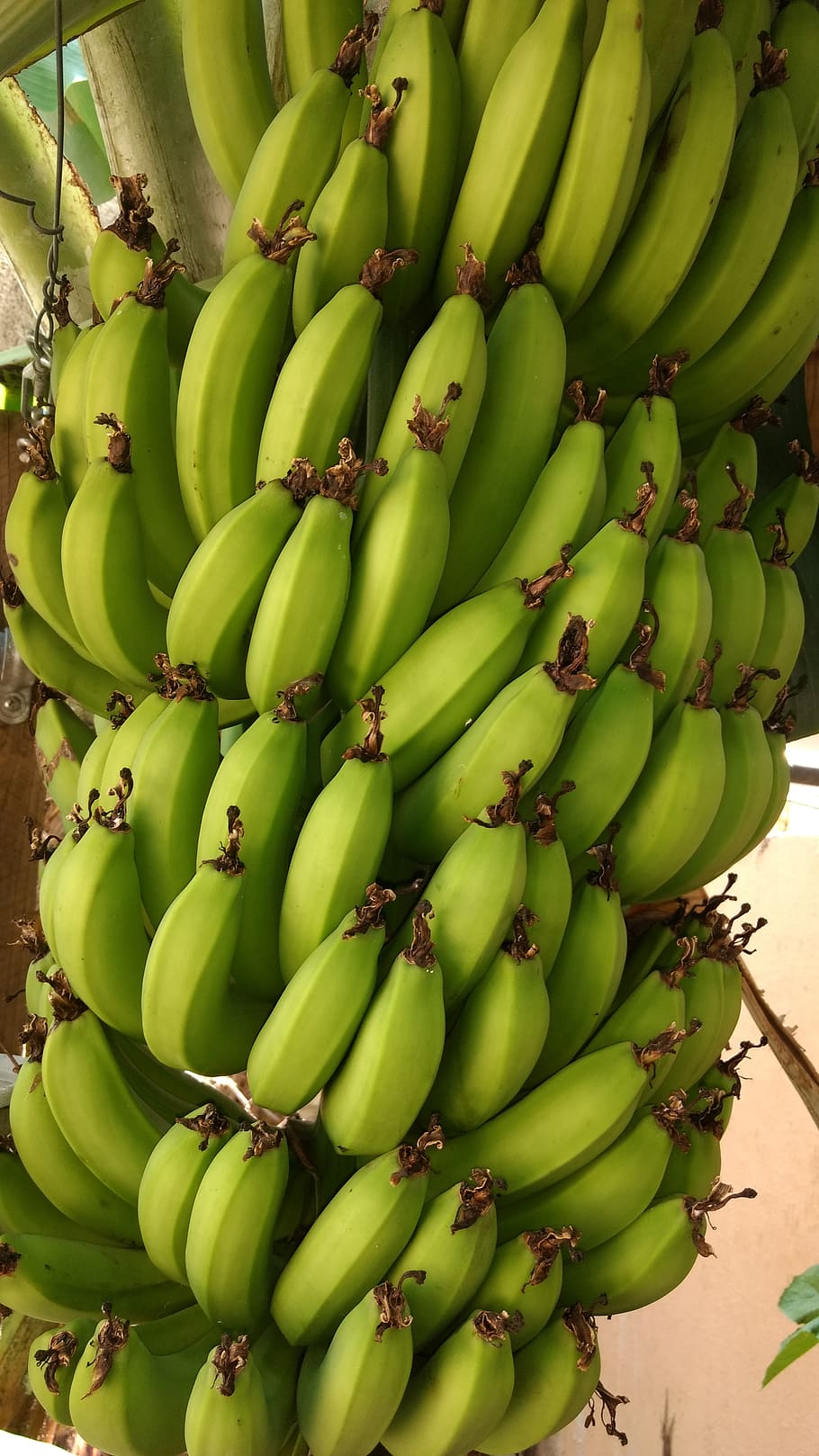 HD wallpaper: plant, food, fruit, banana, alimento, Guineos verdes