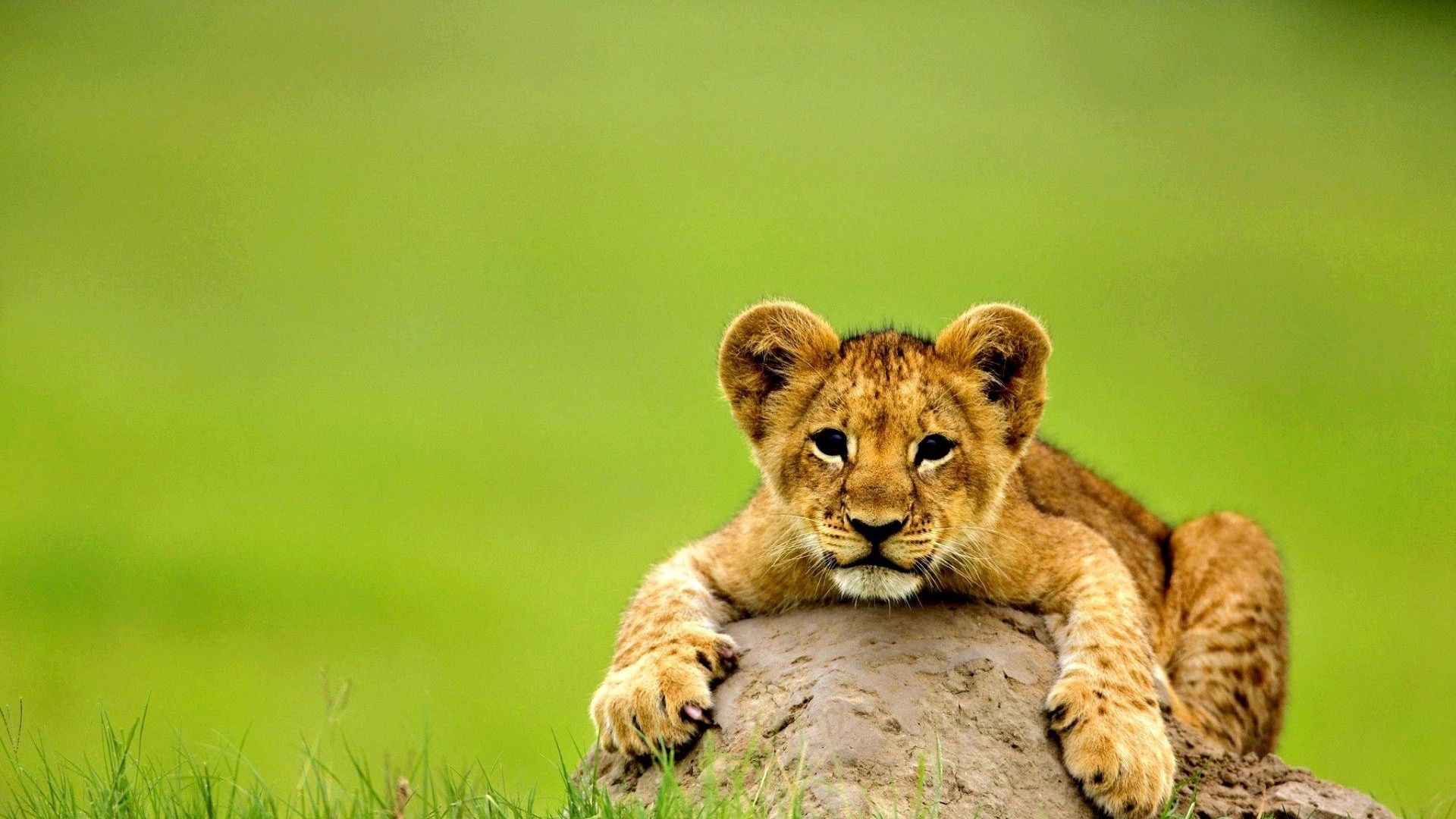 Free download Cute lion baby animal wallpaper HD Wallpaper Rocks