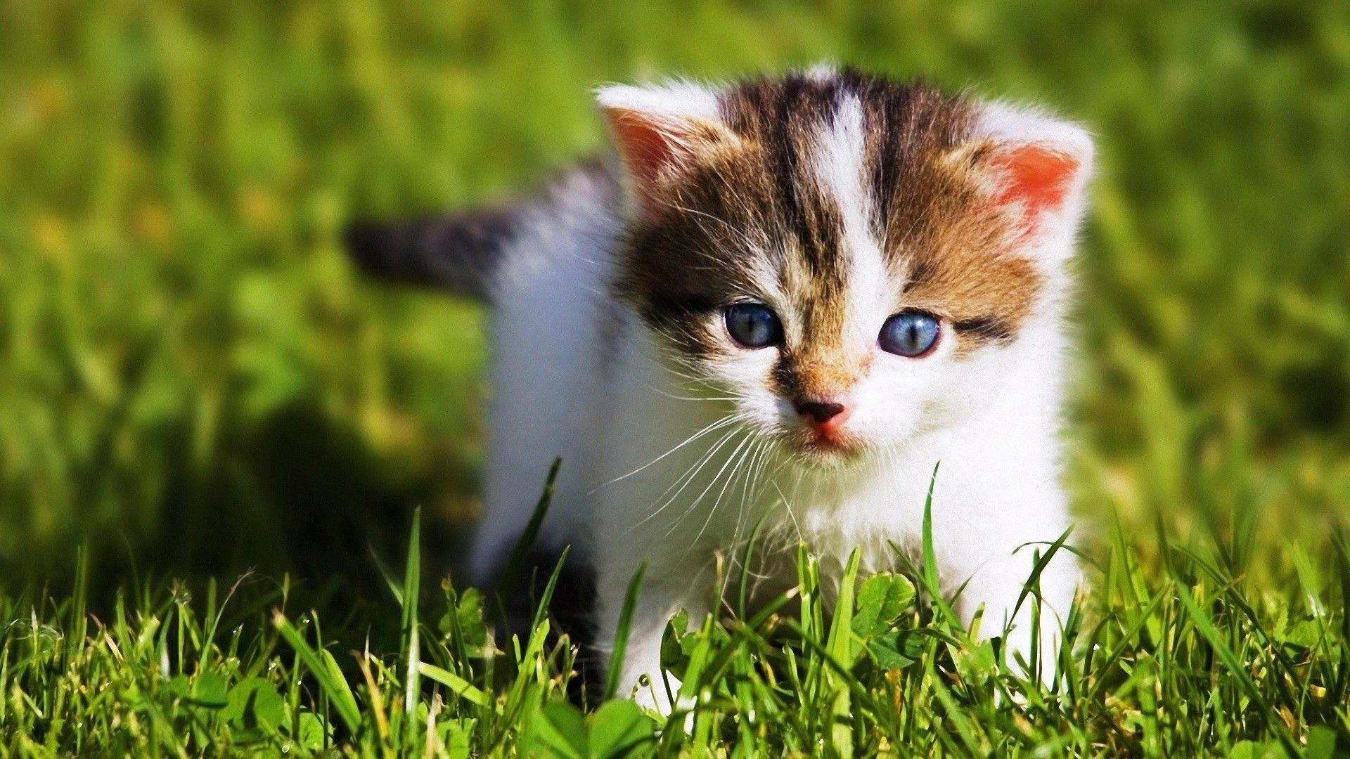Cute Baby Cats Wallpaper Desktop Animal Wallpaper HD Wallpaper & Background Download