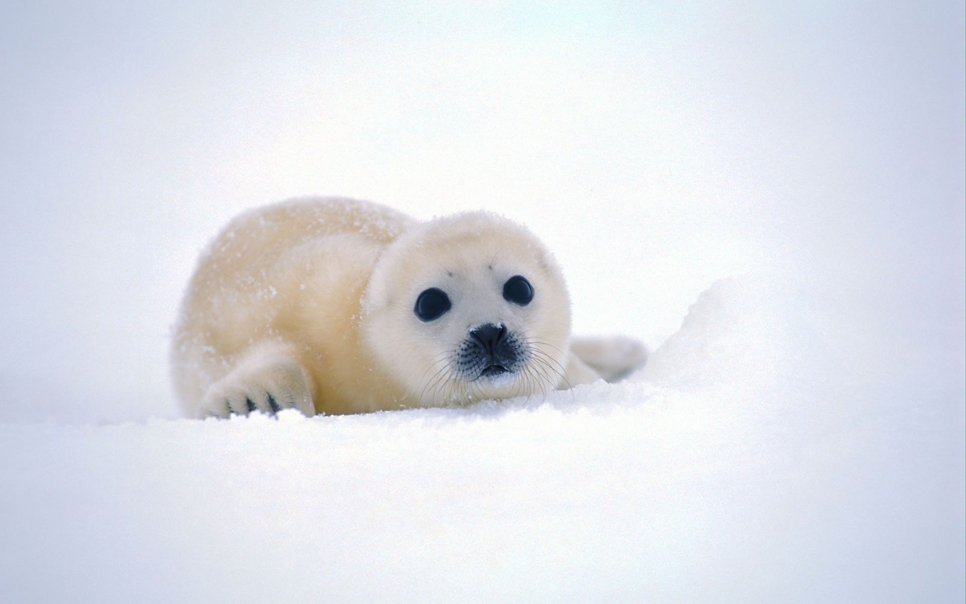 Baby Seal Desktop Background. Funny