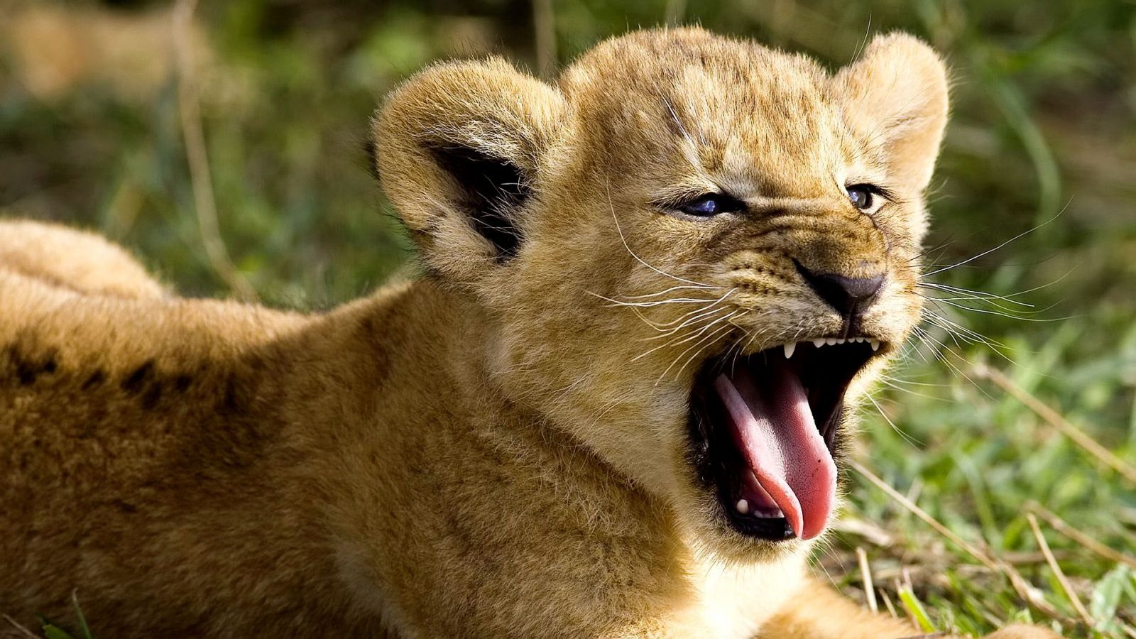Animal Wallpaper For Desk Lion Cub Roaring