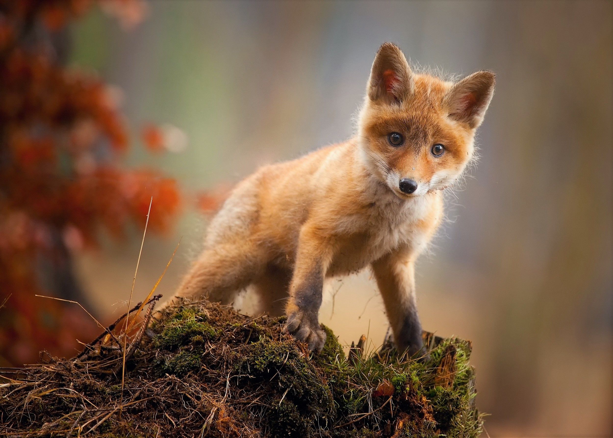 Fox Cub Baby Animal Cute Hd, HD Animals, 4k Wallpaper, Image