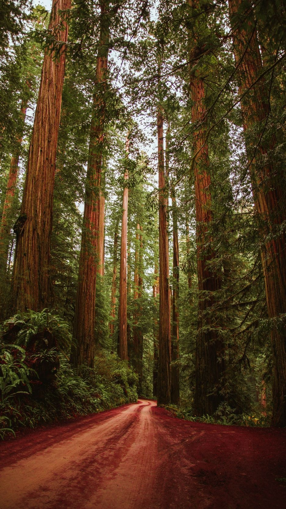 46 Redwoods Backgrounds and Wallpapers  WallpaperSafari