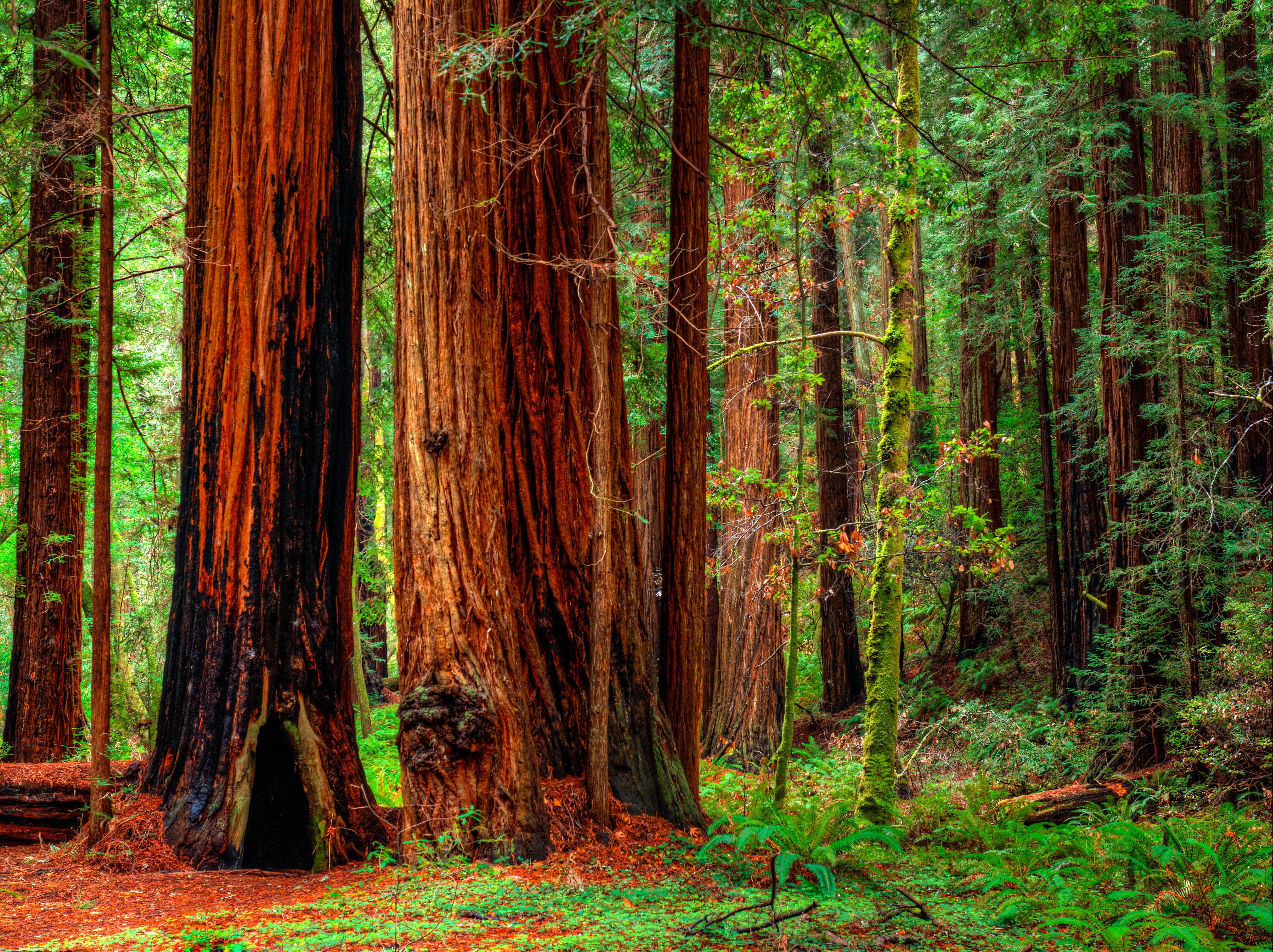 Redwood HD Wallpaper and Background Image