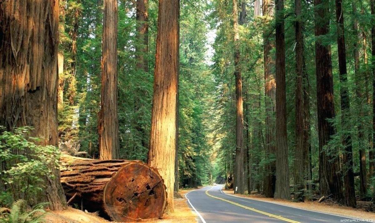 Redwood Wallpaper Redwood Trees Road Forest Wallpaper