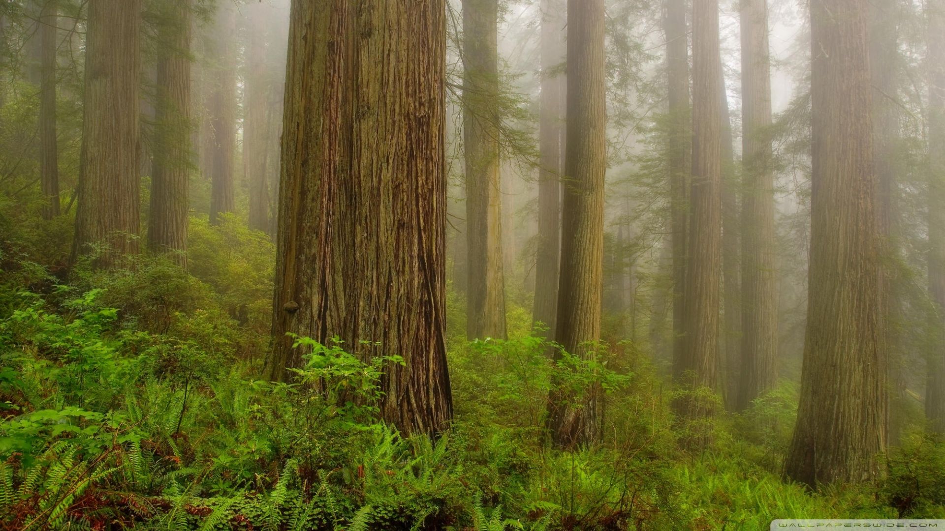 Redwood National Park Wallpaper. Redwood