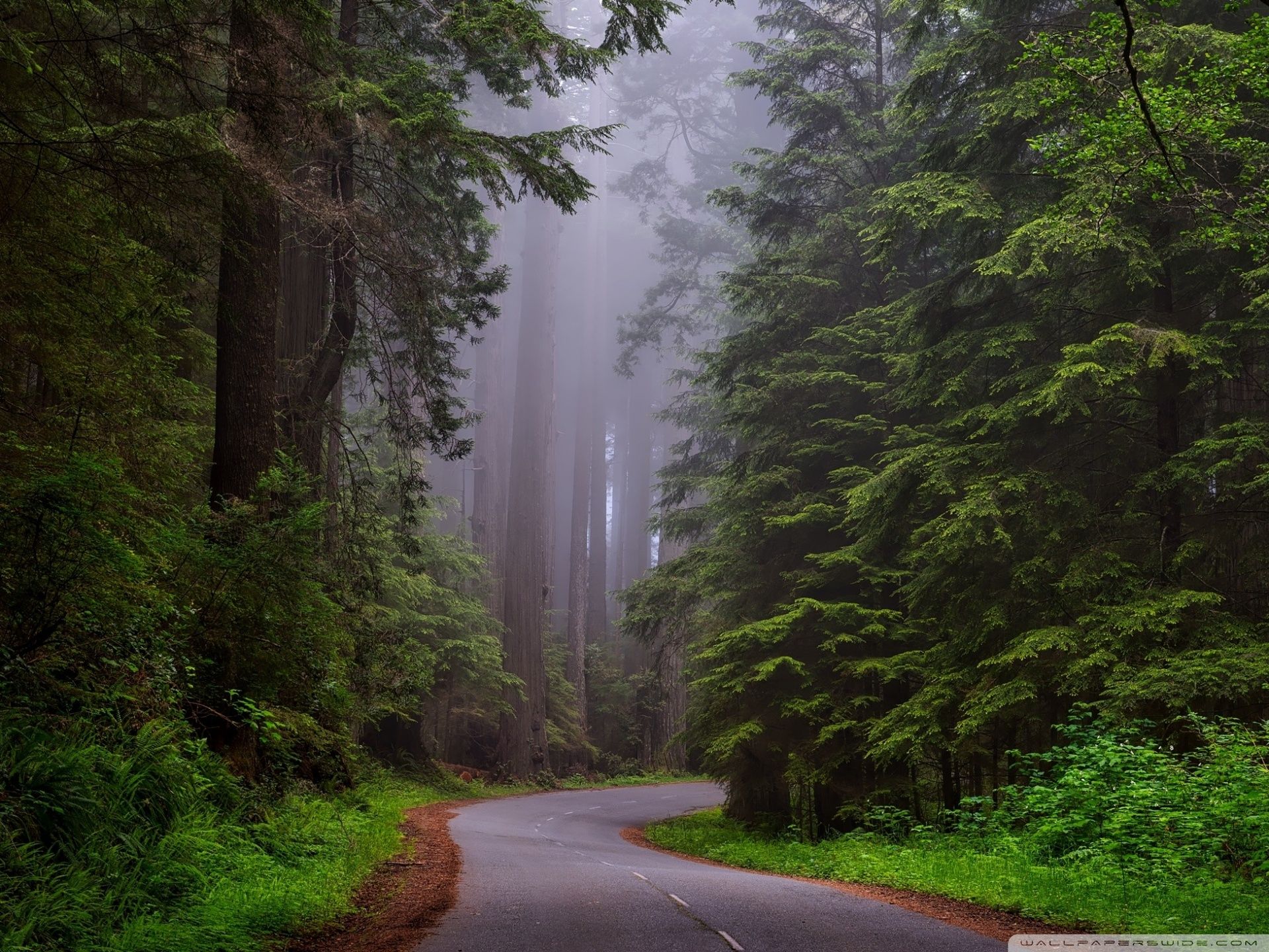 Redwood National Park, California Ultra HD Desktop Background
