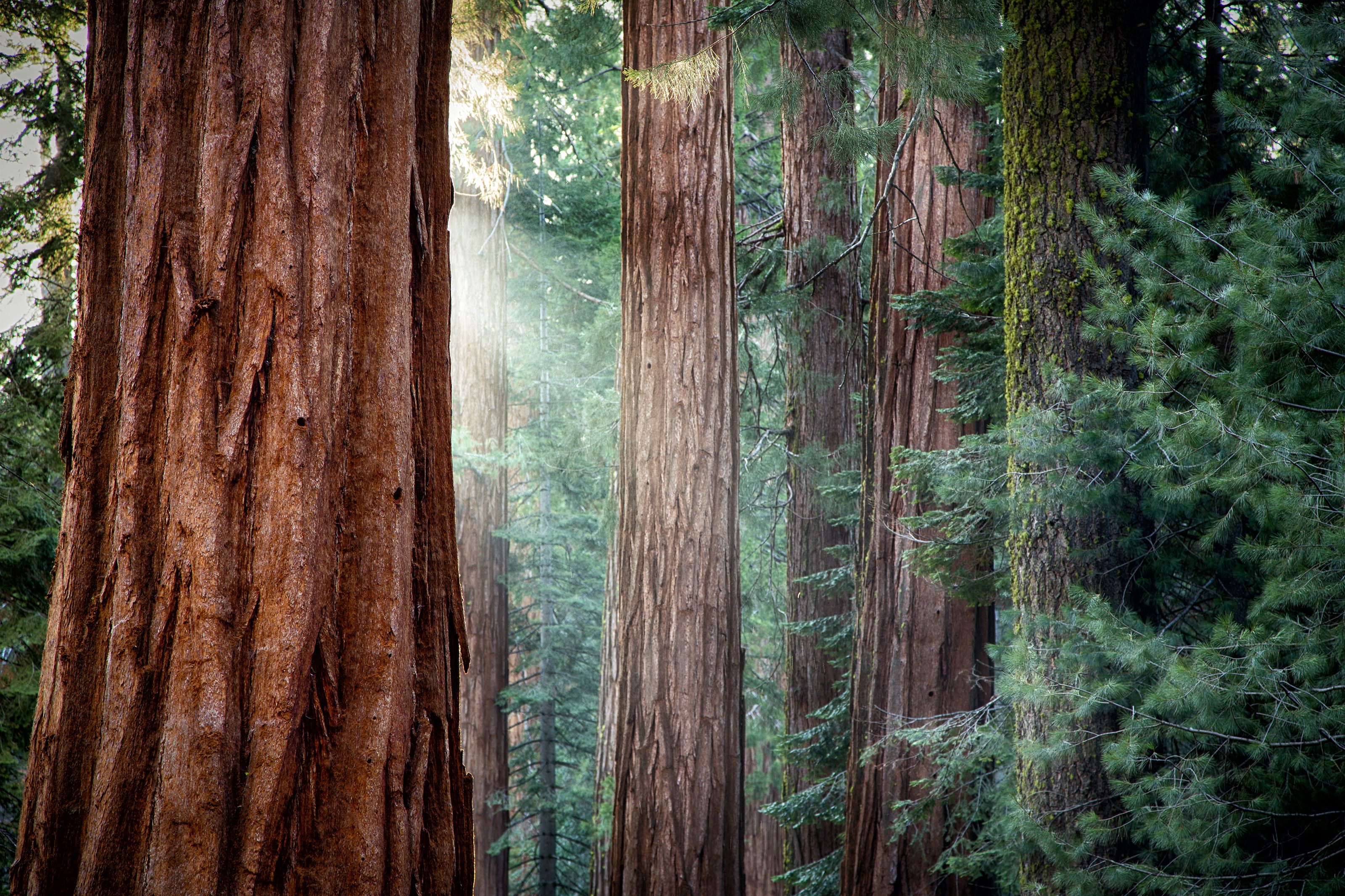 Redwood Forest HD Wallpaper
