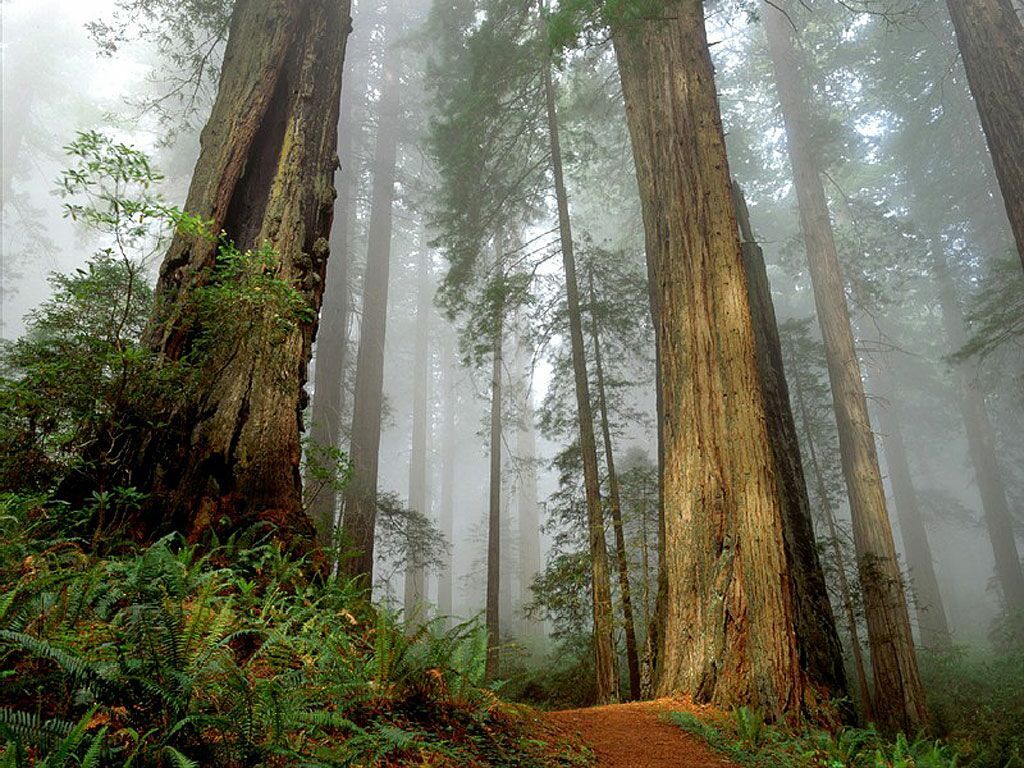 Redwood Forest Wallpaper Cool HD Wallpaper Red Woods Dei