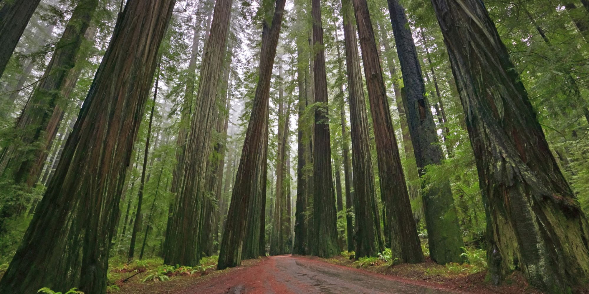 Redwood Wallpaper Desktop #h949312. Nature HD Wallpaper