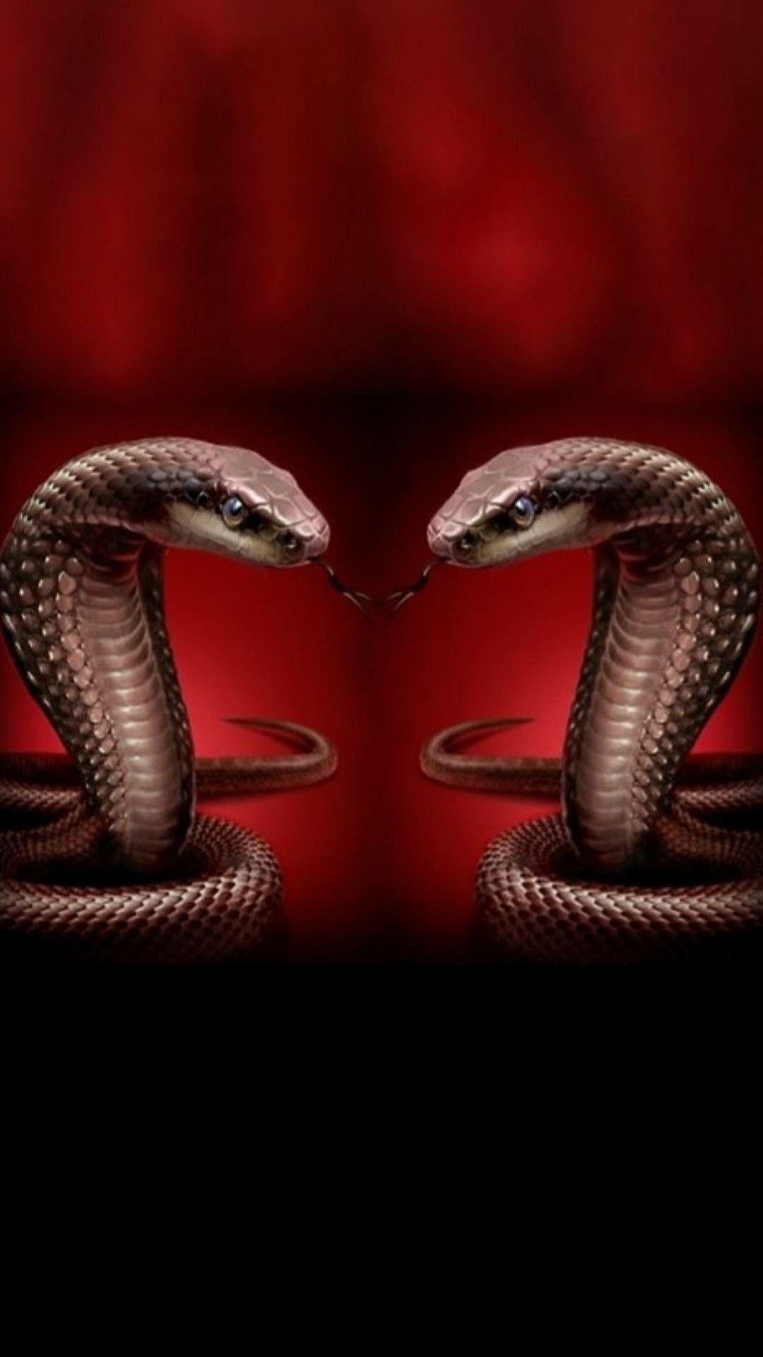 Snake wallpaper. Snake wallpaper, Snake, Wallpaper