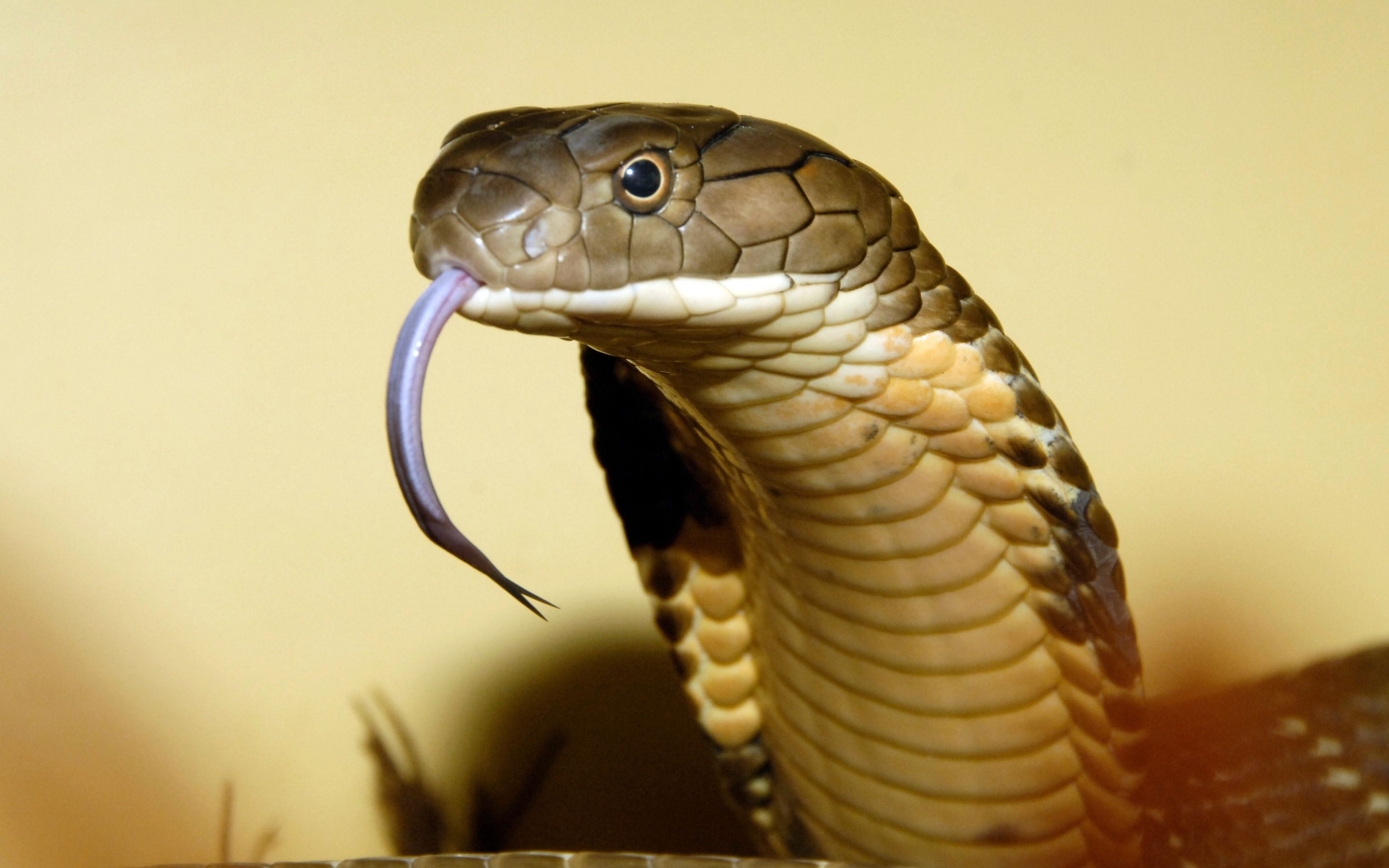 King Cobra Backgrounds Wallpapers 45137.