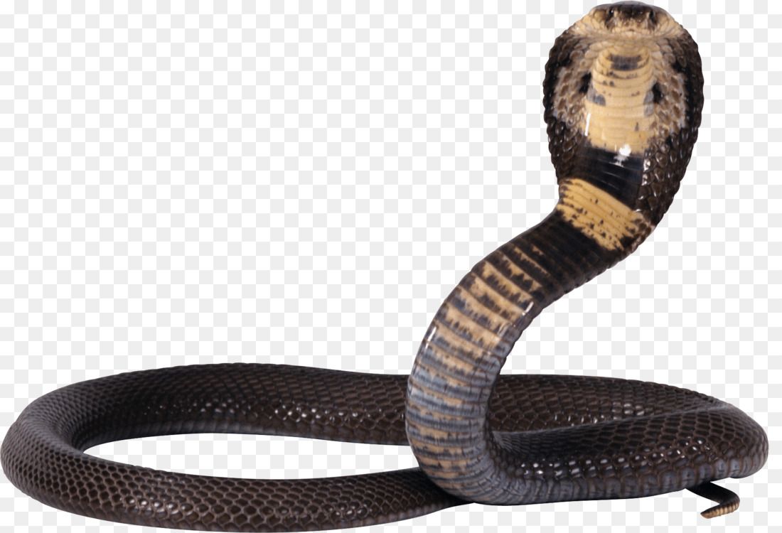 Download Free png Venomous snake King cobra Indian cobra Black