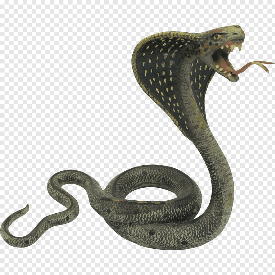 Snake Drawing King cobra, snakes PNG
