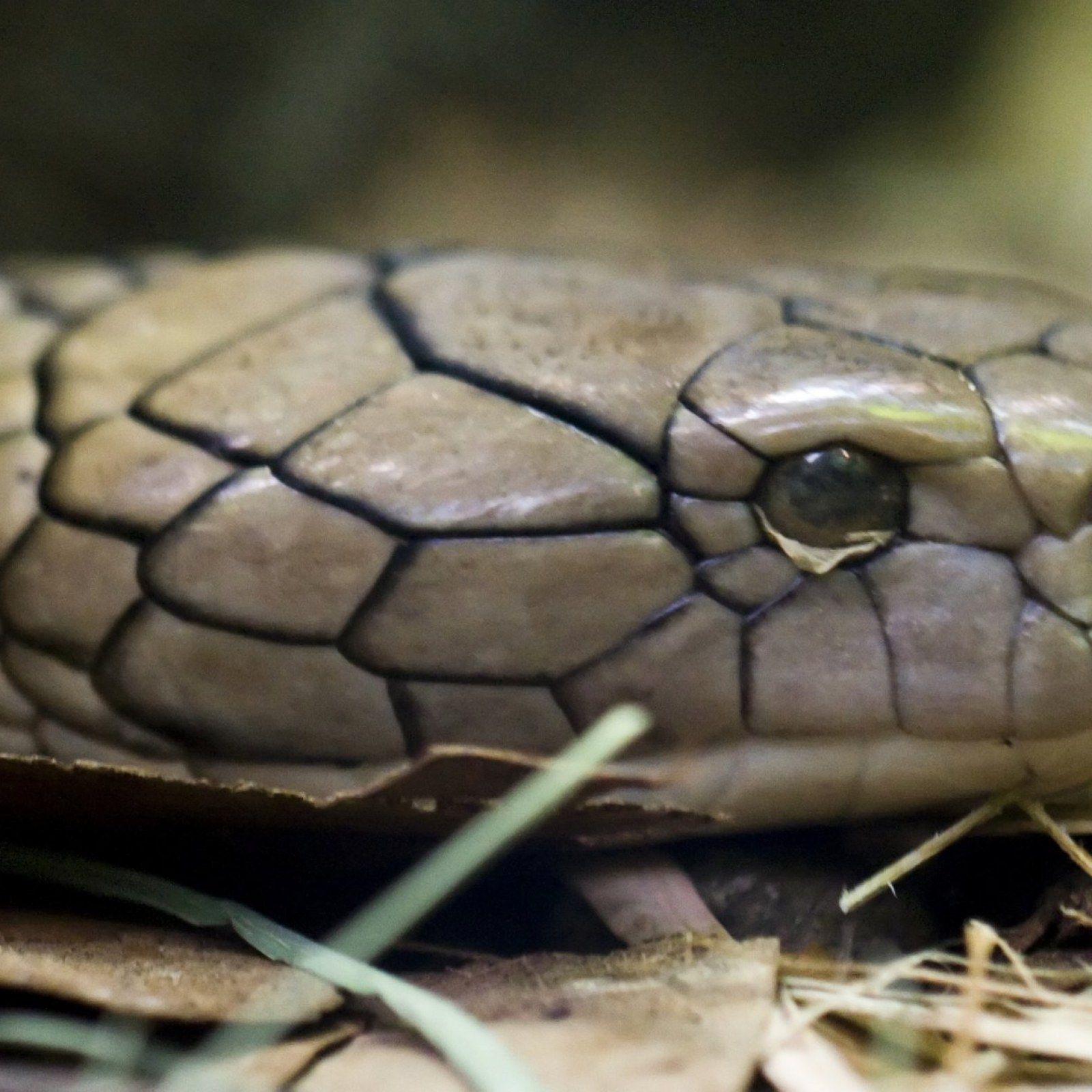 Florida Officials Call Off Active Search for King Cobra in Orlando
