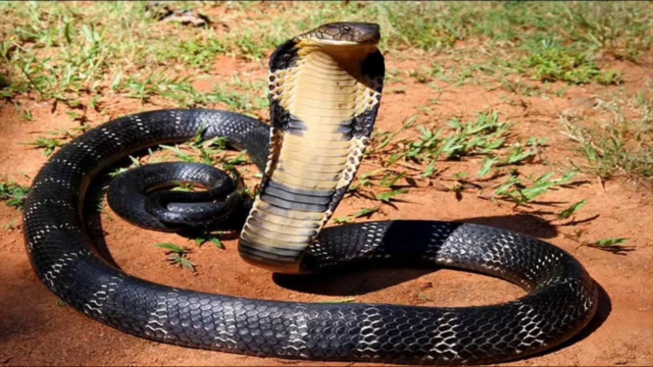 The Most Dangerous Snake Discovery Channel Documentary HD