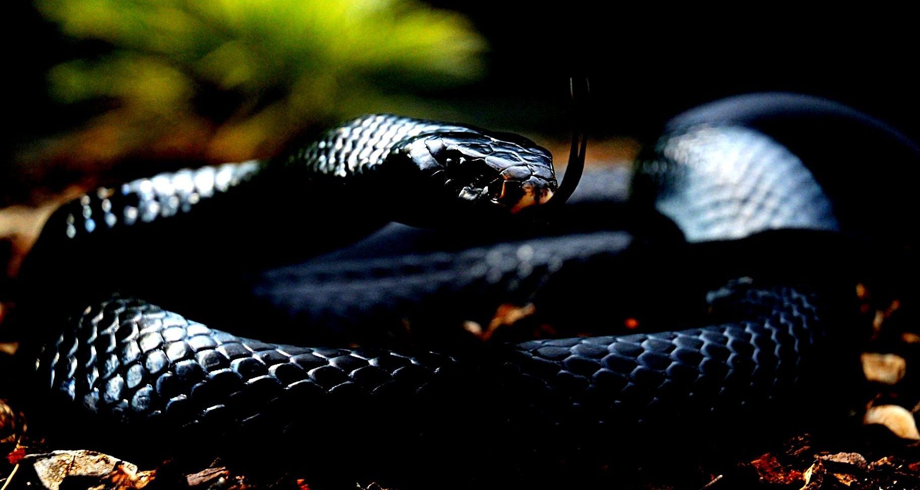 Black Snake HD Wallpaper Free Black Snake HD Background