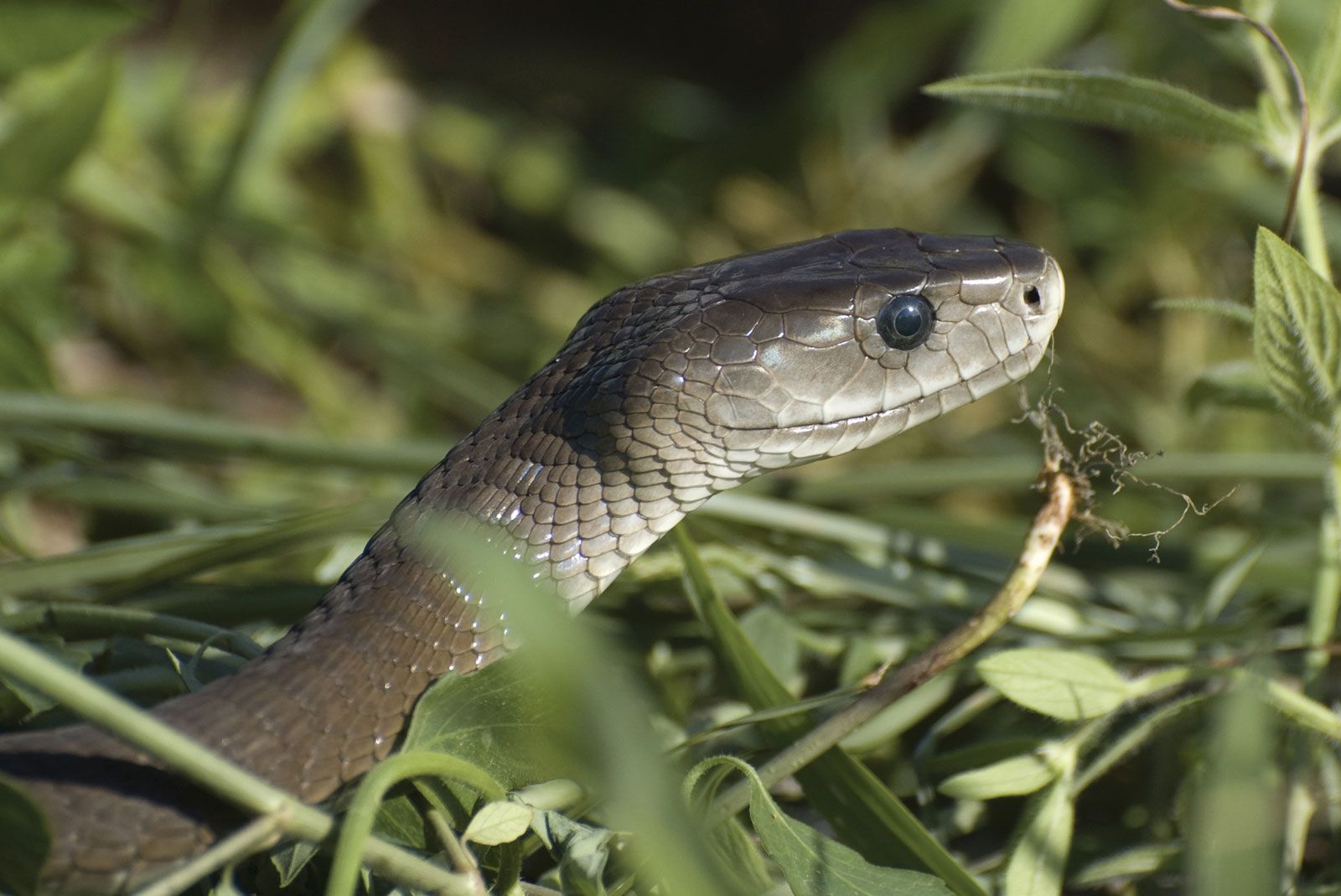 of the World's Deadliest Snakes