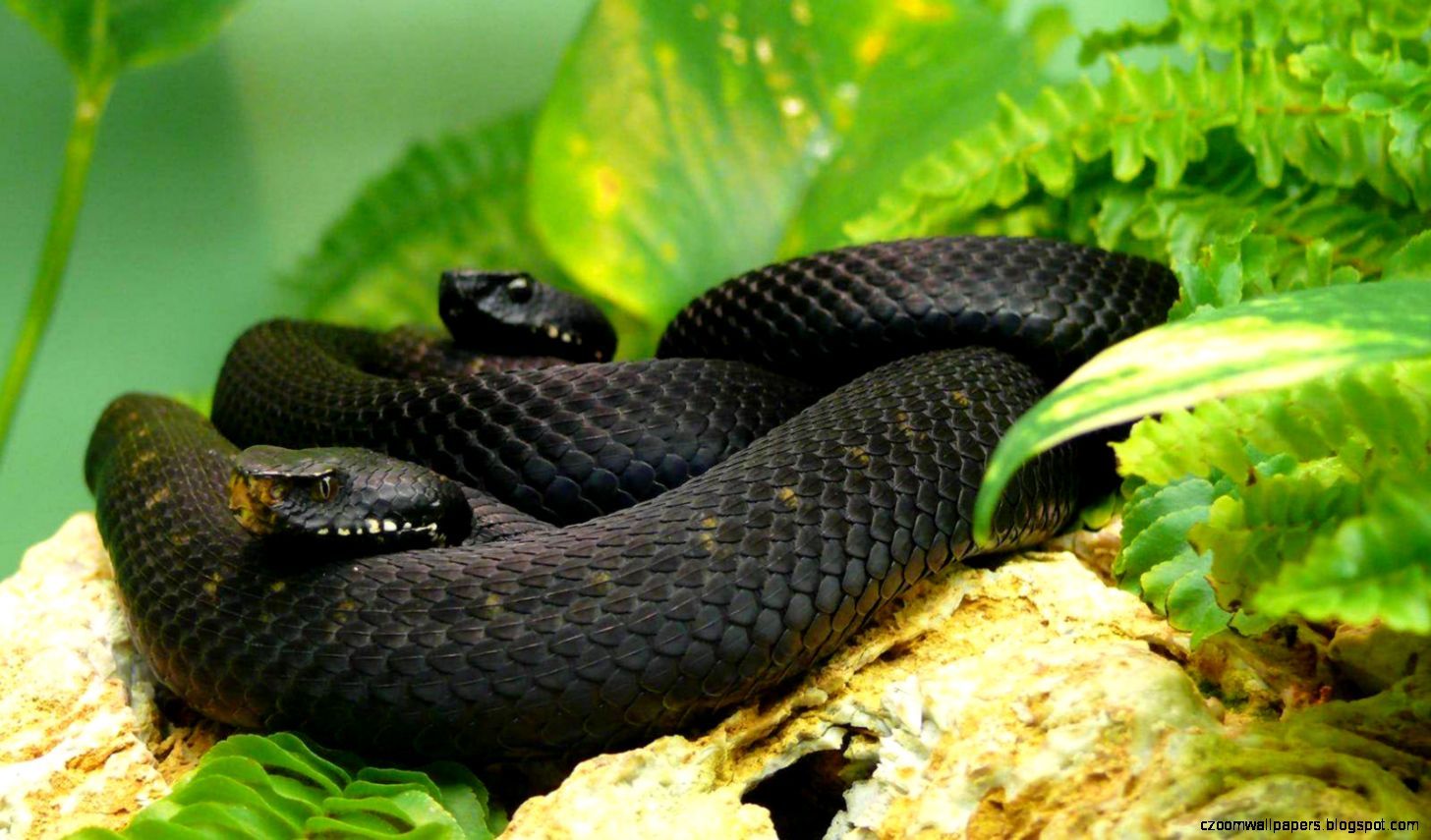Black Mamba Snake Background Image HD Wallpaper Of Snakes. Zoom
