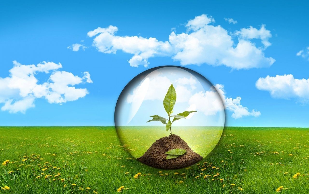 Zoom Plant wallpaper. Zoom Plant