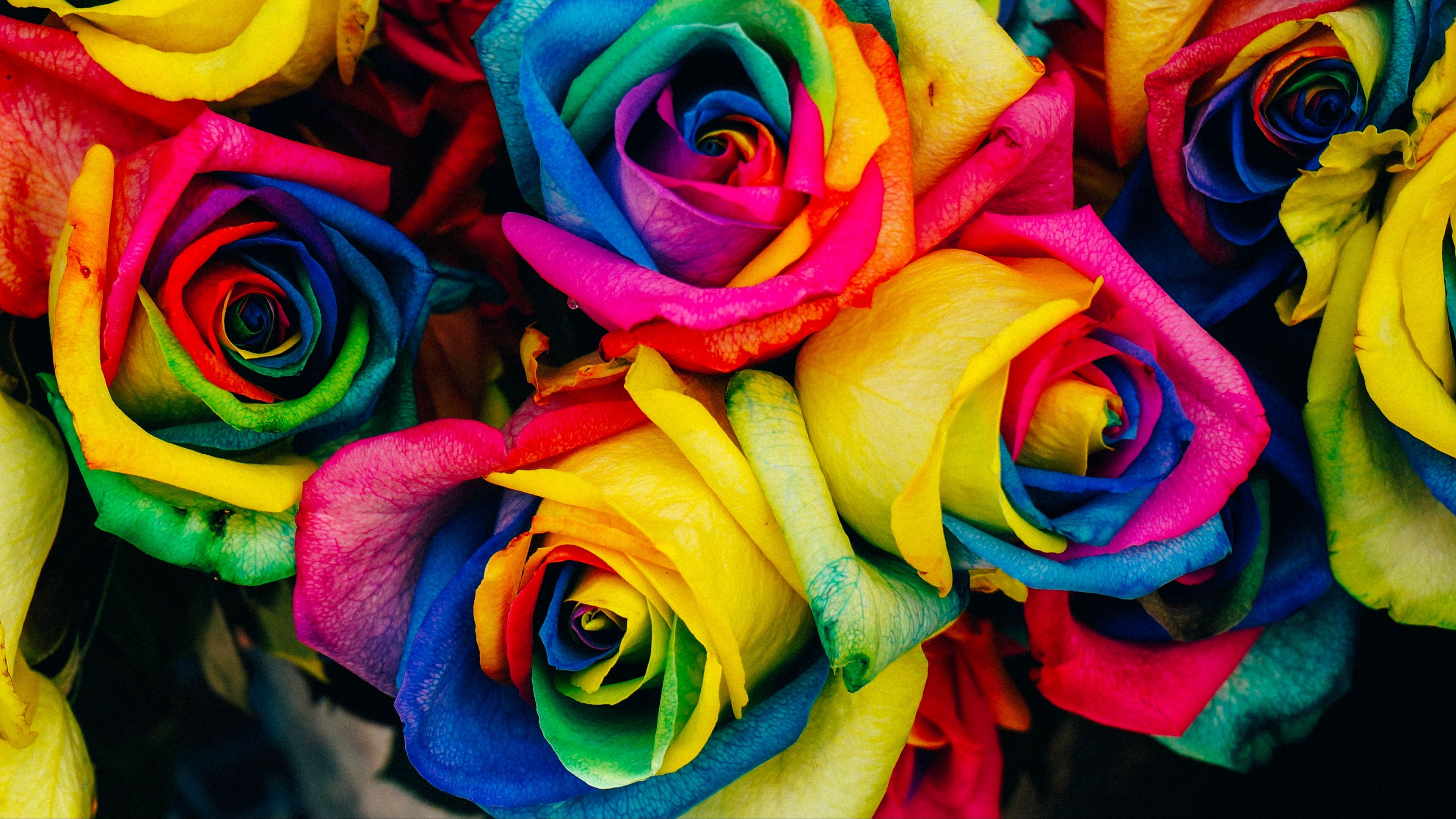 Download wallpaper 3840x2160 roses, colorful, rainbow 4k uhd 16:9