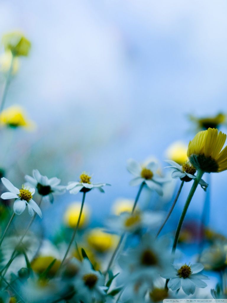 Small Spring Flowers Ultra HD Desktop Background Wallpaper for 4K