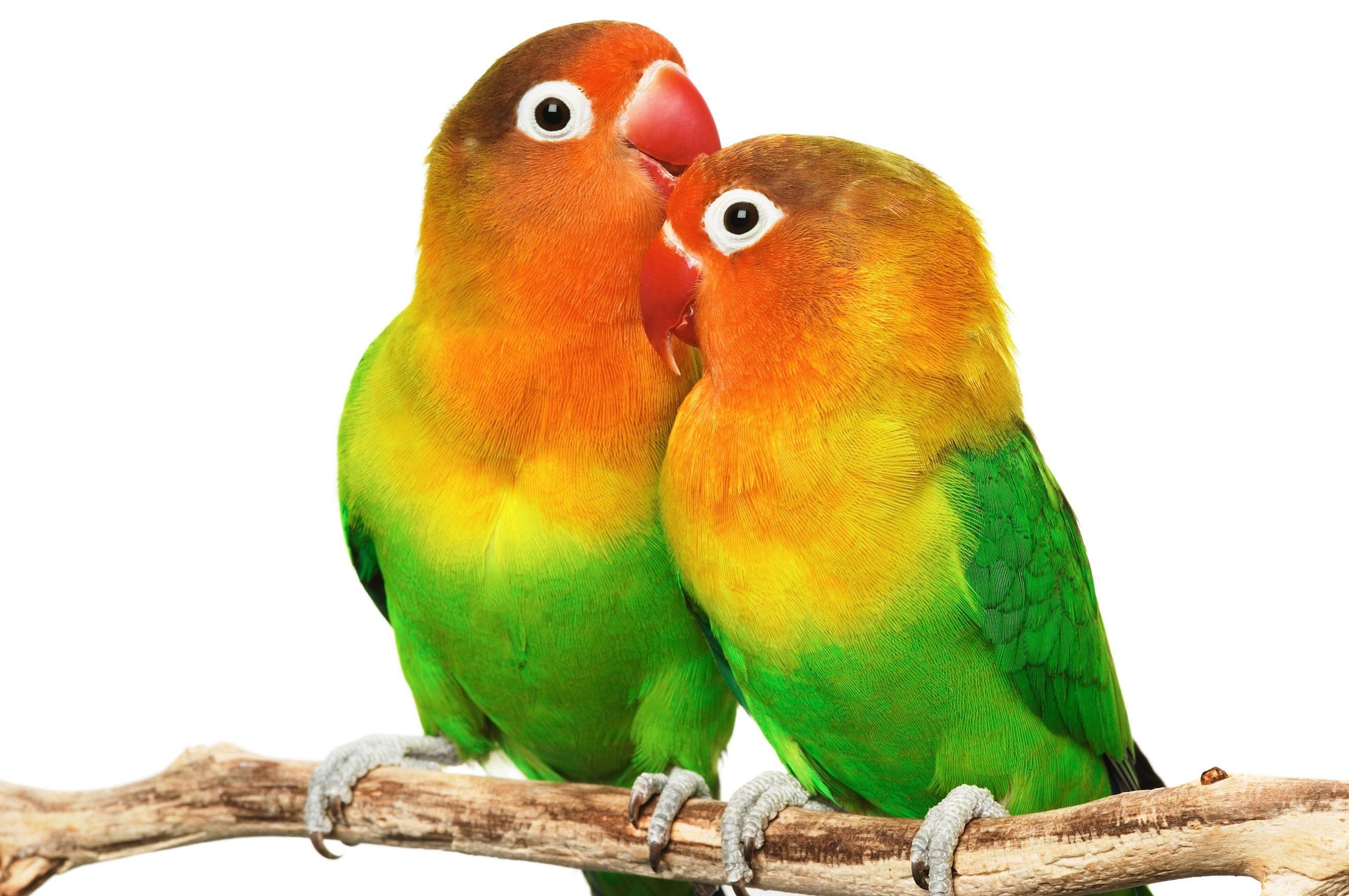 Lovebirds Wallpaper