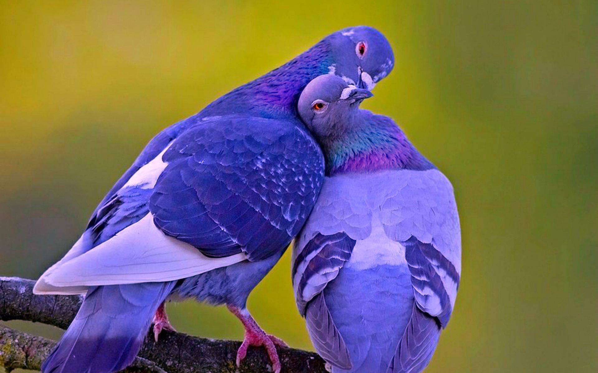 Love bird kissing. HD Wallpaper Rocks. Pet birds, Animals beautiful