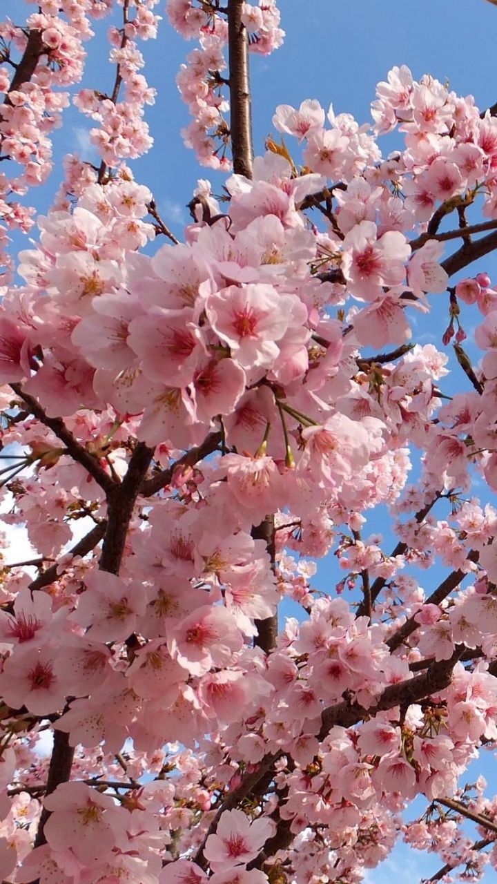 Download Wallpaper 720x1280 Blossoms, Twigs, Spring, Sky, Mood, Beauty Samsung Galaxy S3. Cherry blossom wallpaper, Spring wallpaper, Beautiful flowers wallpaper
