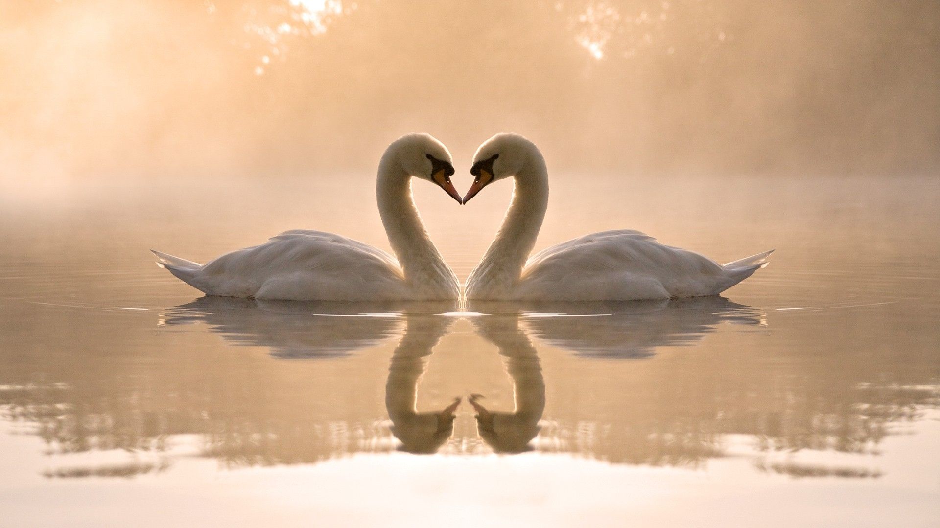 love birds swans hearts reflections 1920x1080 wallpaper High