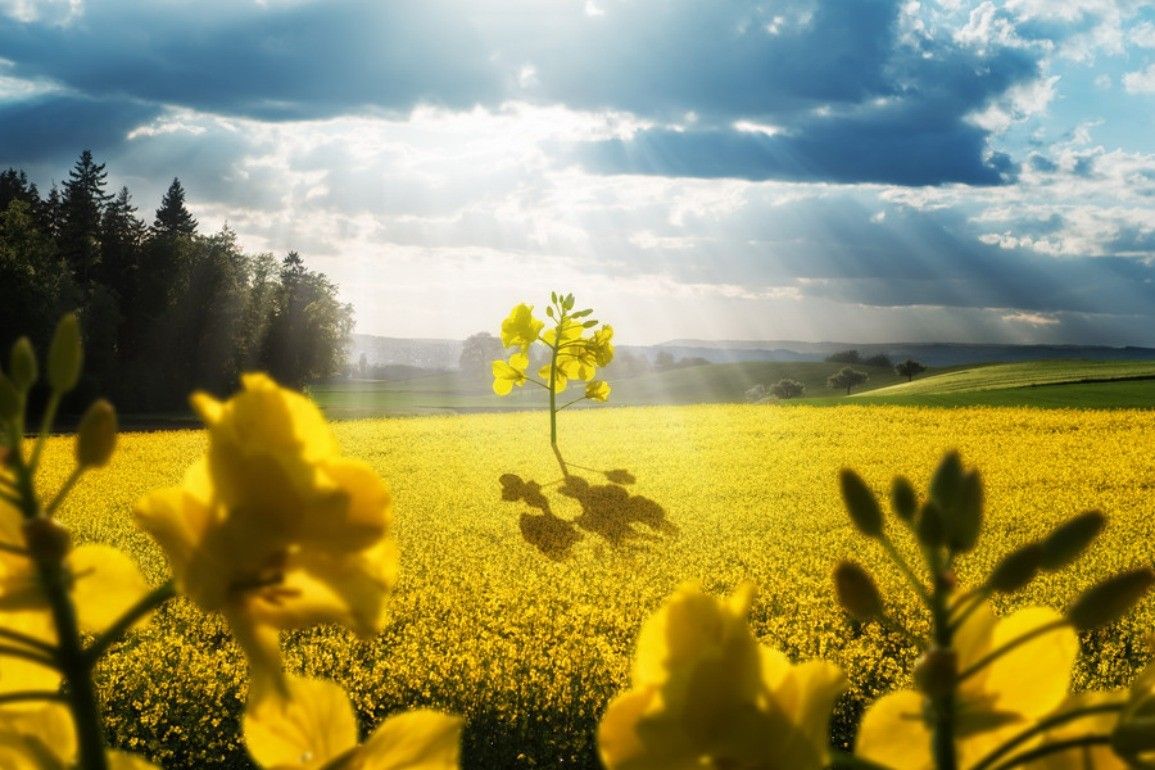 Free download Fields Nature Spring HD Wallpaper Fields for High