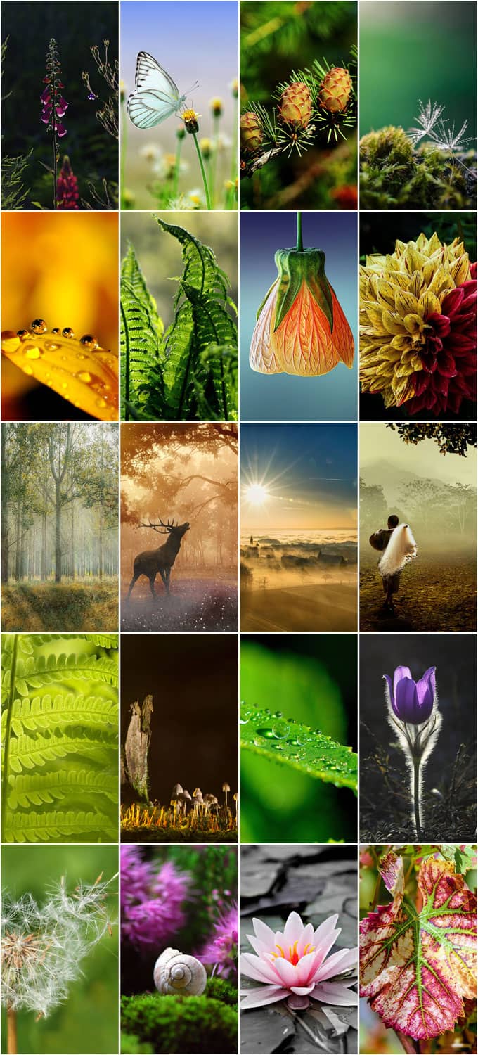 Beautiful Nature Theme For Android And iOS iPhone