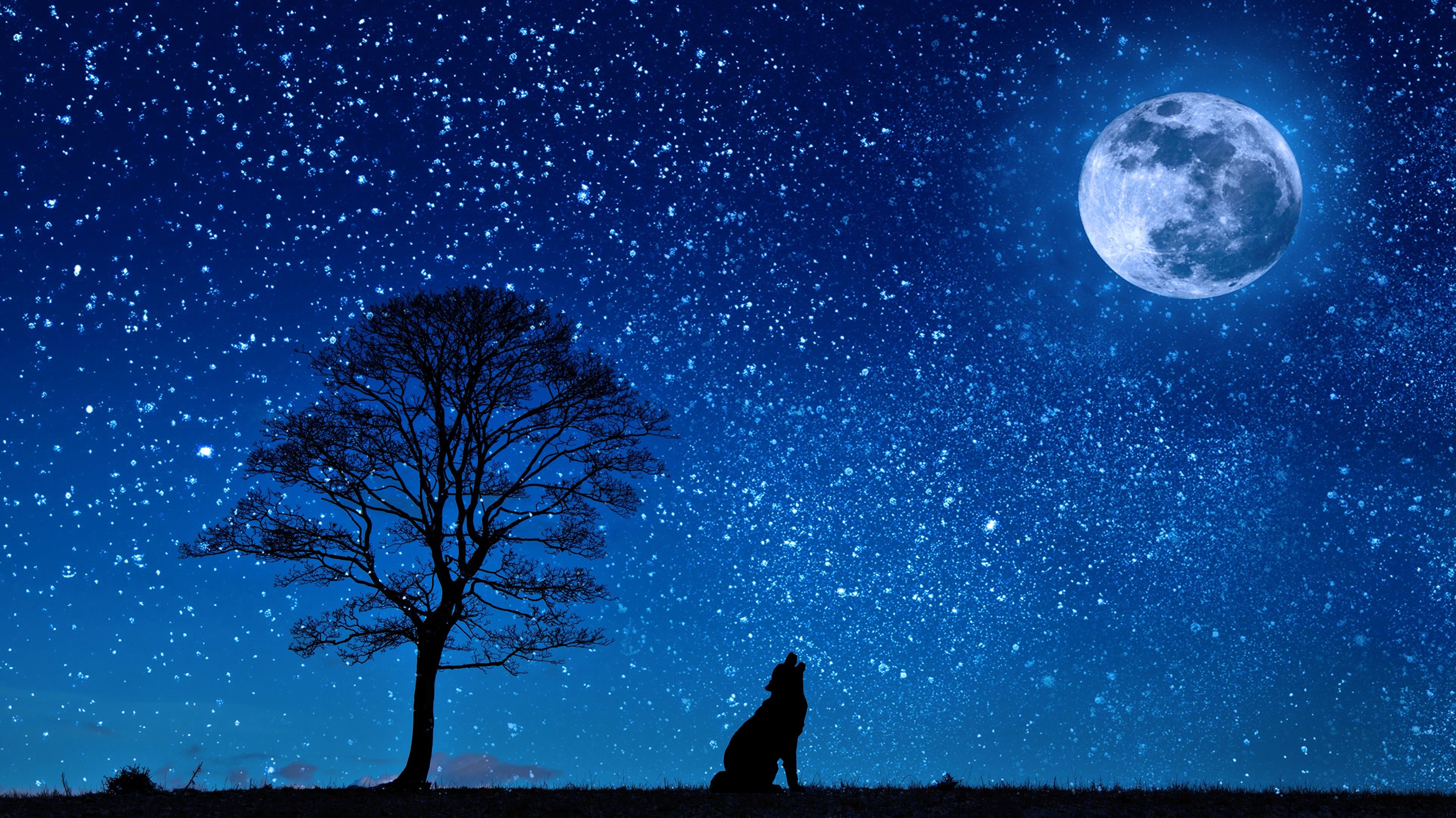 Wallpaper Wolves silhouettes Nature Moon Night Trees 3840x2160