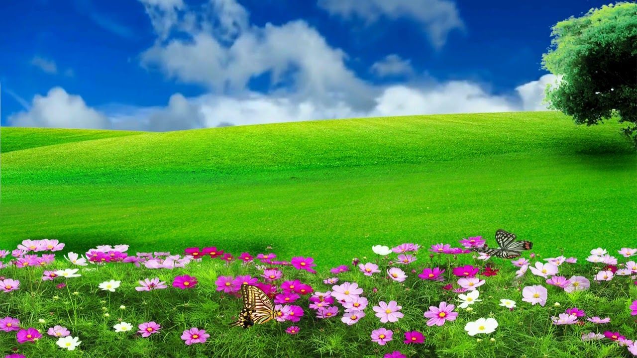 HD 1080p Nature Flower Scenery Video, Royalty free Landscape Video