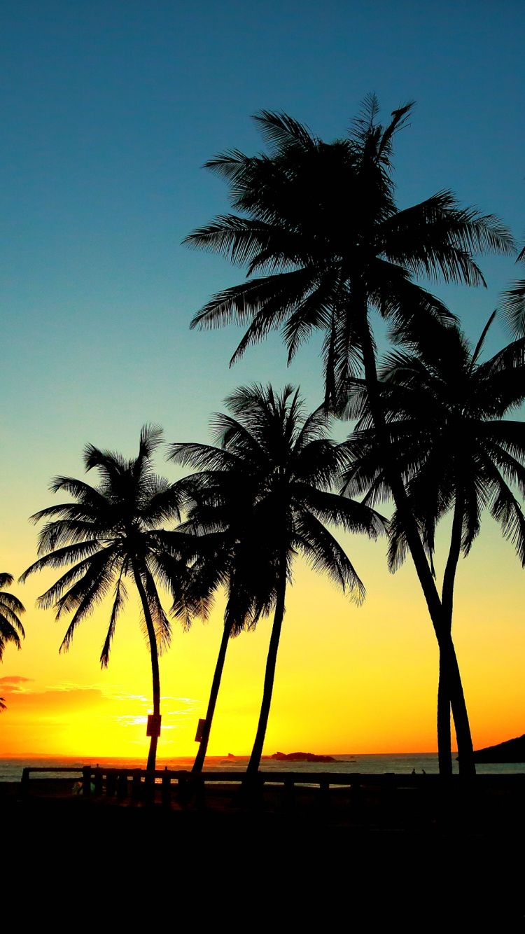 Palm Tree Sunset Wallpaper For Phone .itl.cat