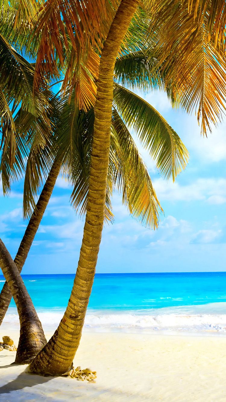 Tropical beach with palm trees Free Download Wallpaper for Phone