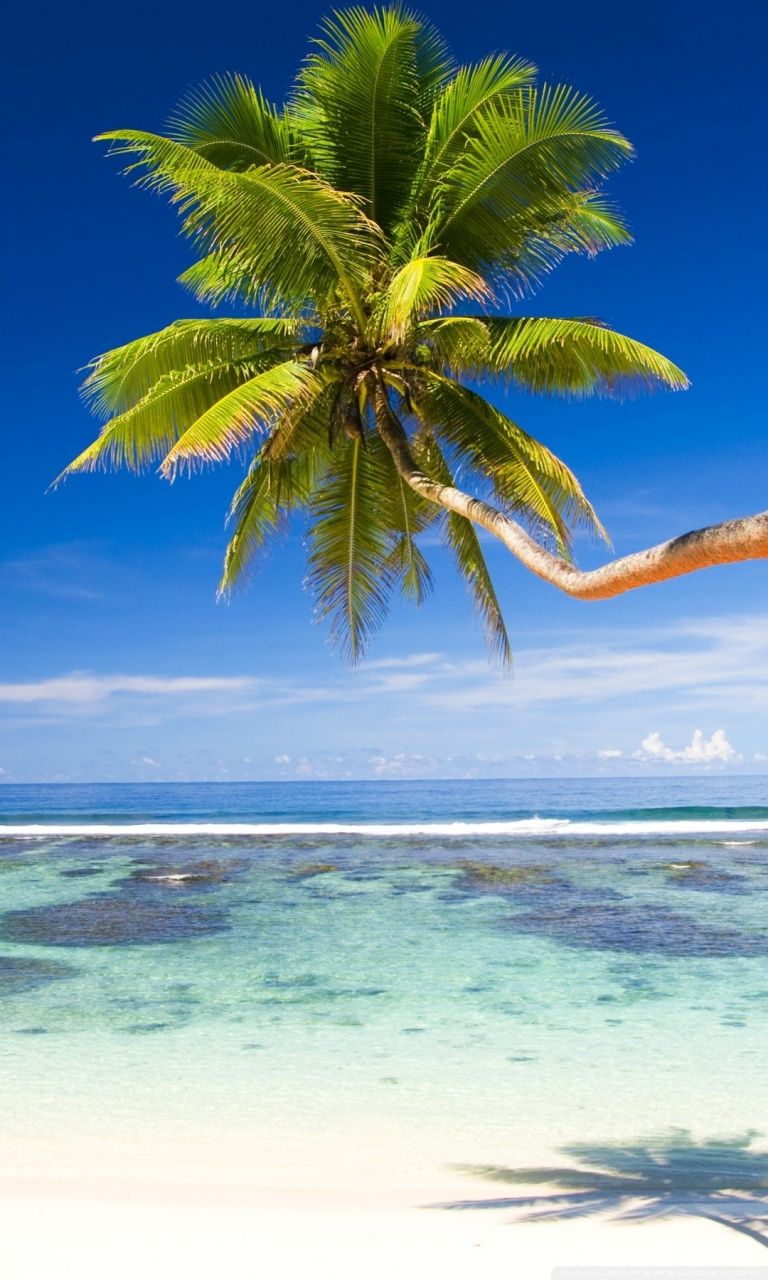 Smartphone 5 - Tree Beach Hd, HD Wallpaper & background