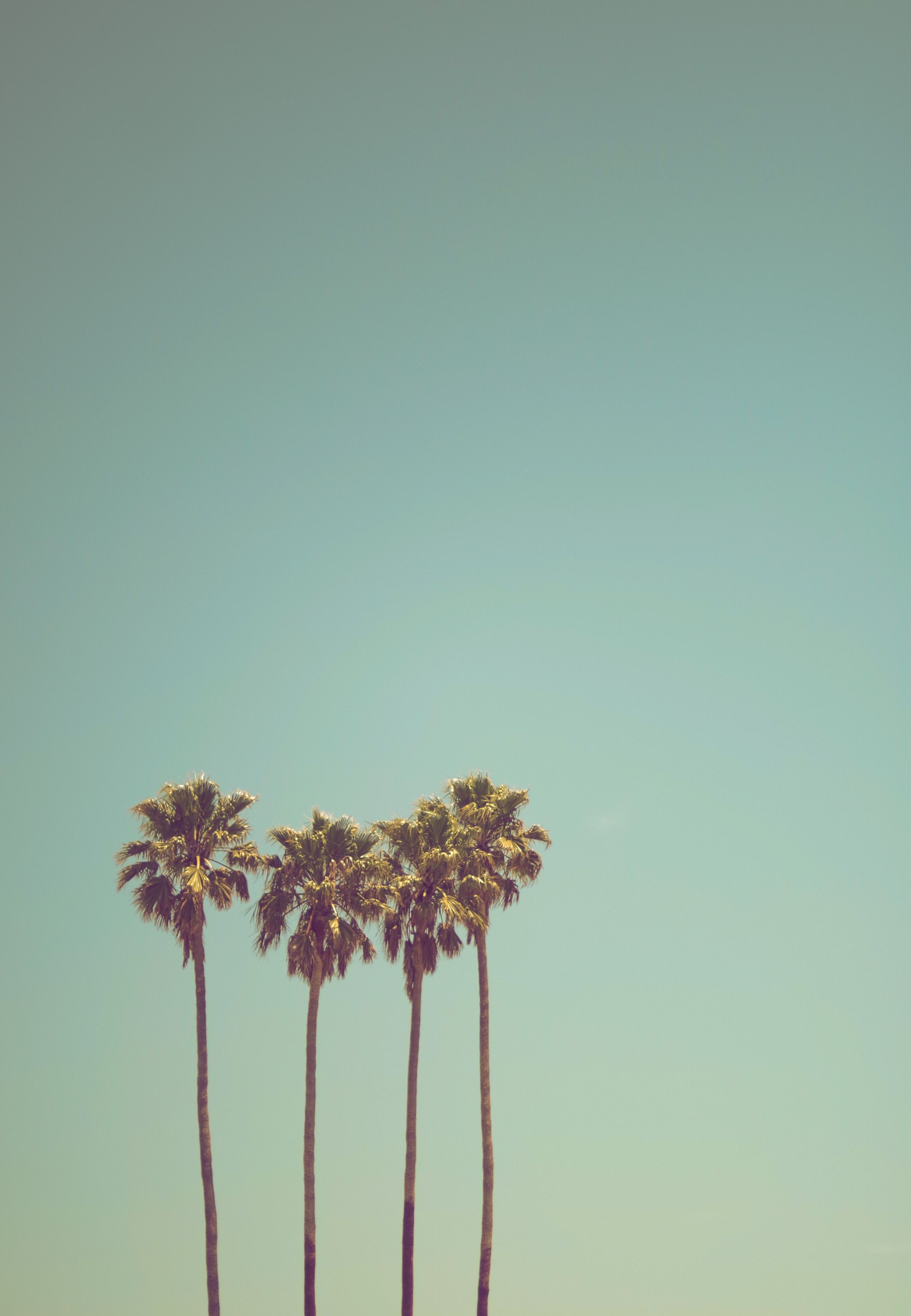 palm trees same size mobile size background
