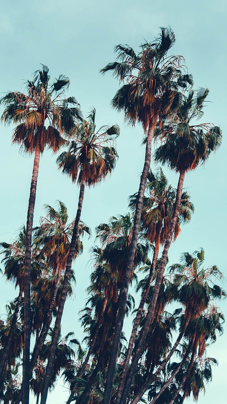 Palm Trees Wallpaper Free Palm Trees Background