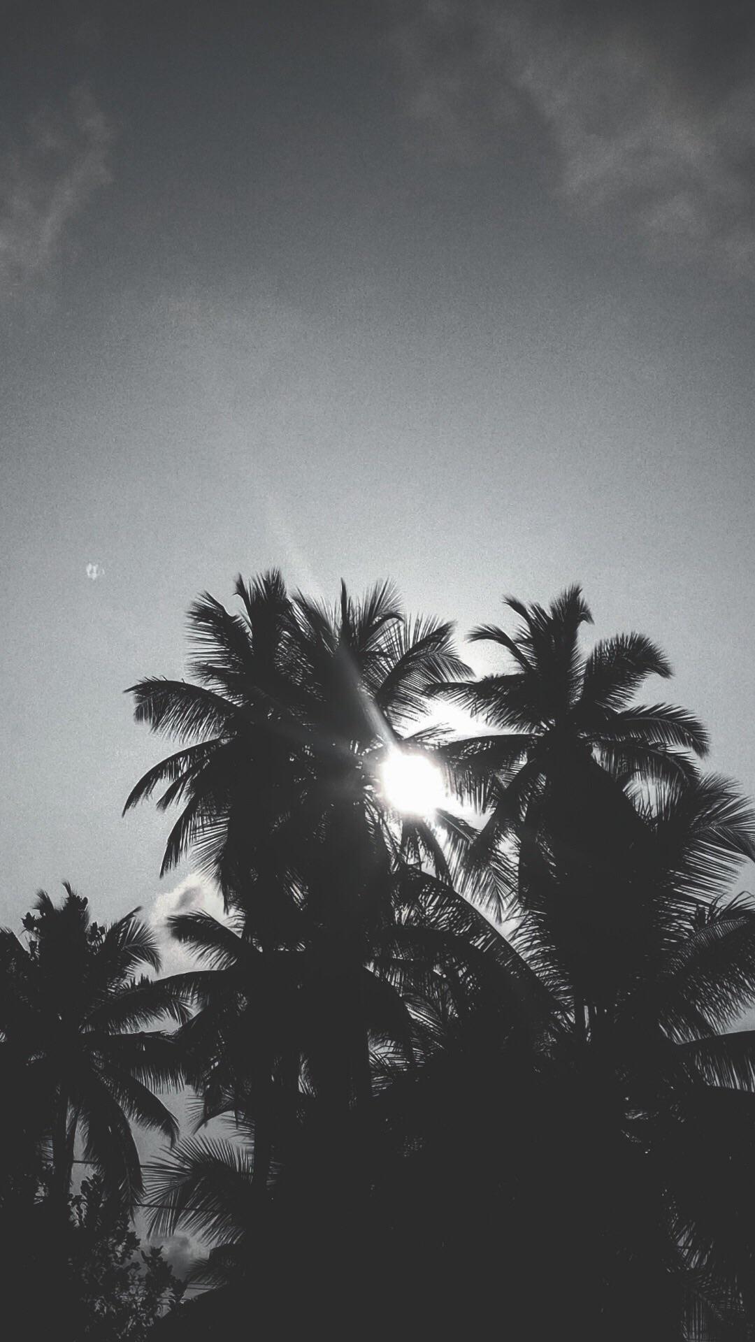 Black and White Palm Trees Mobile Wallpaper