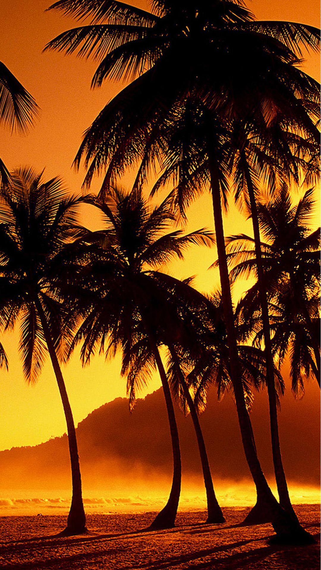 Palm Trees at Beach Wallpaper and Background for iPhone