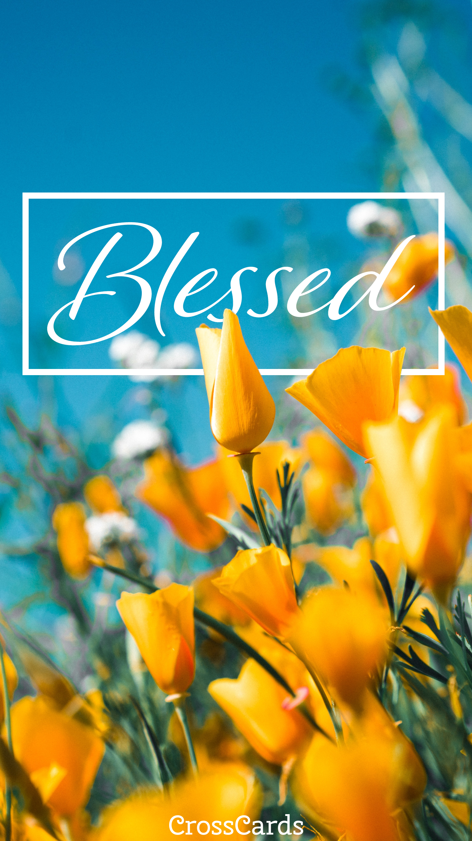 Blessed wallpaper Wallpaper and Mobile Background