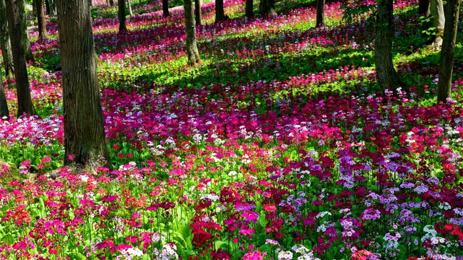 Spring Flowers in the Forest HD Wallpaper. Background Image