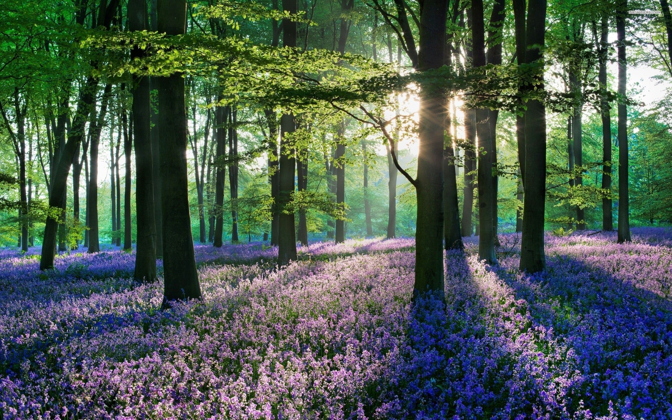 Woods Wallpaper. Lavender in the Woods. Forest wallpaper, Nature