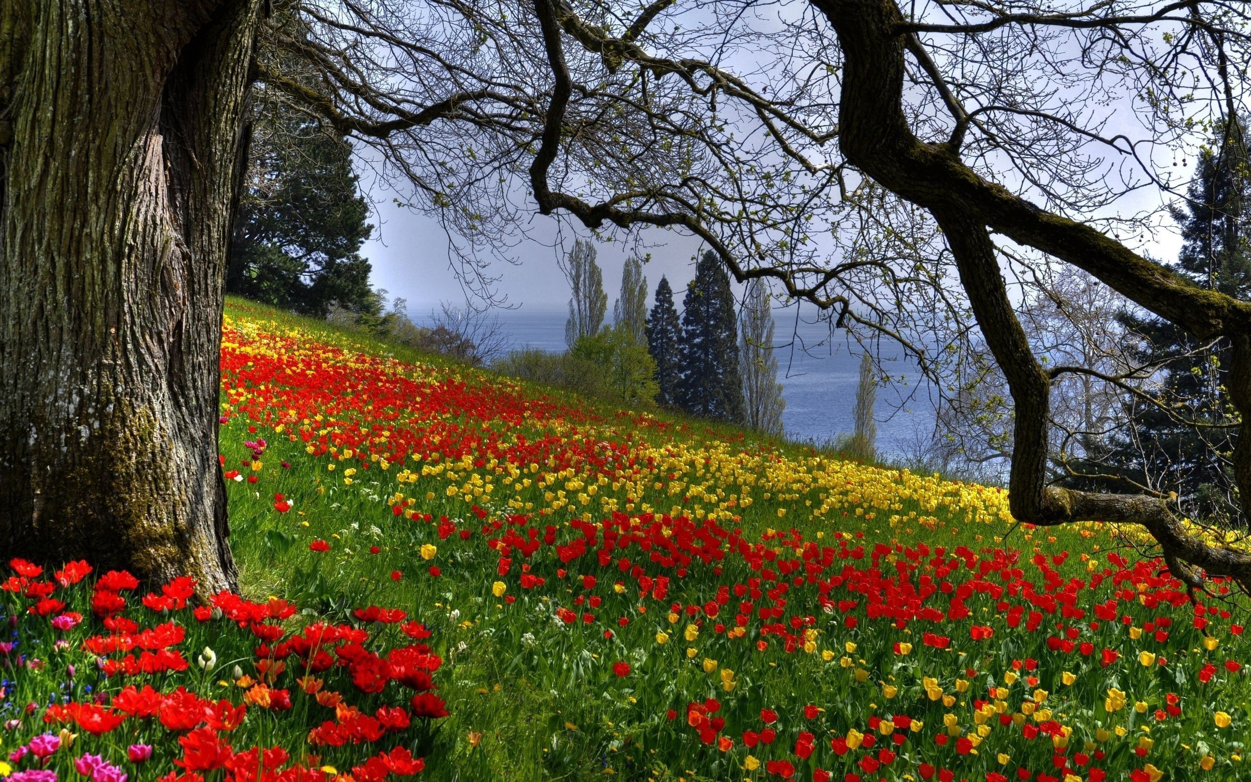 Beautiful forest beautiful flowers forest nature trees. Beautiful